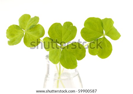 a bouquet three leaf clover in vase