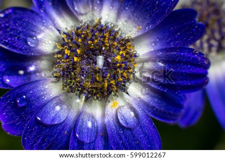 Blue flower with drops of morning dew on its petals for good mood