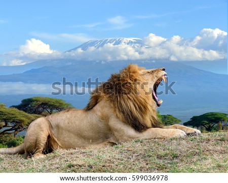 Lion on Kilimanjaro mount background in National park of Kenya, Africa Royalty-Free Stock Photo #599036978