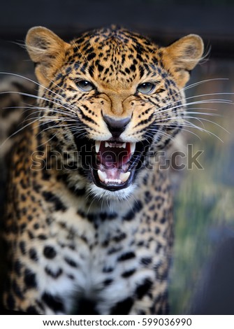 Close up young leopard in nature