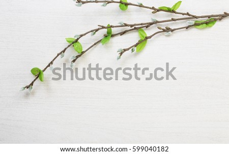 Spring easter pussy willow lying on white wooden desk table background with space for titles and text  Royalty-Free Stock Photo #599040182