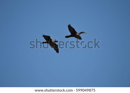 ducks in flight with a clear blue sky in the background
