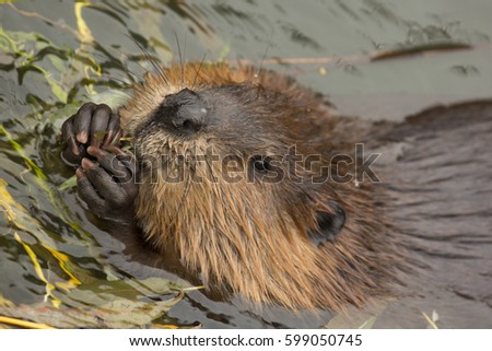 Eurasian beaver (Castor fiber) . Royalty-Free Stock Photo #599050745