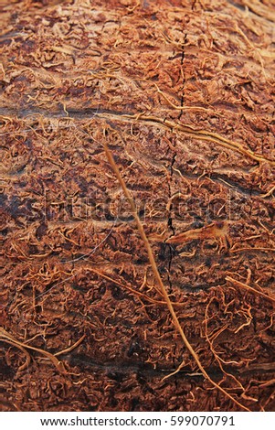 Coconut close up texture. Coconut macro background. Coconut fibers