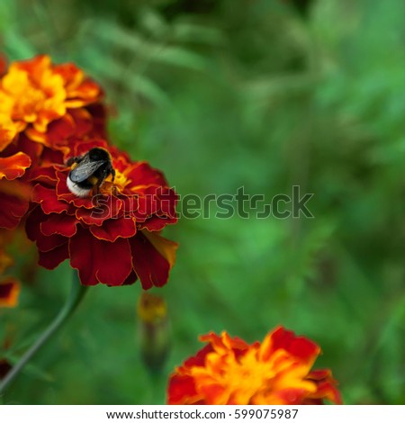 Bumblebee pollinating flower tagetes Close Up. Beautiful Nature floral background of Yellow and orange Flowers marigold and bombus with selective focus. Square Colorful Wallpaper With Copy Space