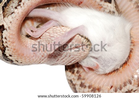 boa snake eat rat isolated