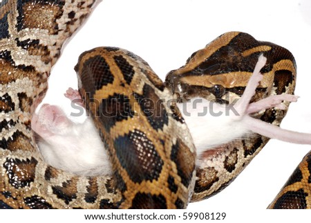 Burmese python eat rat isolated