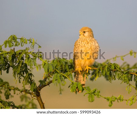 The common kestrel a bird of prey species belonging to the kestrel group of the falcon family. It is also known as the European , Eurasian, or Old World kestrel. Perched on a bush.