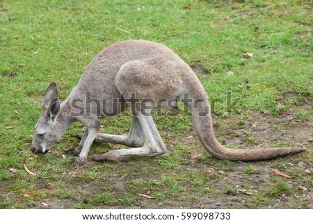 Red kangaroo (Macropus rufus). Wildlife animal. 