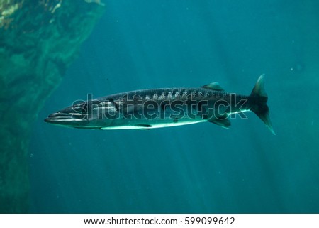 Great barracuda (Sphyraena barracuda), also known as the giant barracuda.