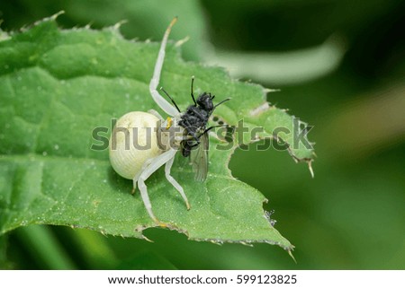 White spider with caught fly on a green leaf