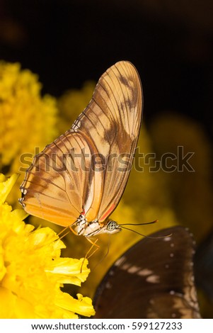 Butterfly on a flower. Butterfly are nectar from flowers.