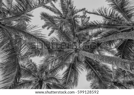 Upward view of a Hawaiian coconut palm tree jungle in monochrome.