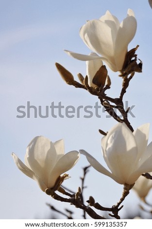 Magnolia white
