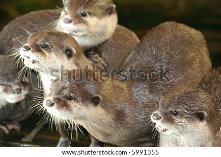 Asian short clawed otters