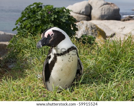 African penguin (Spheniscus demersus) in Betty's Bay (South Africa).