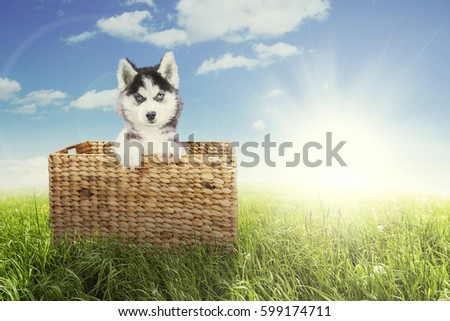 Picture of a Siberian husky puppy looking at the camera while sitting inside the wicker basket in the meadow