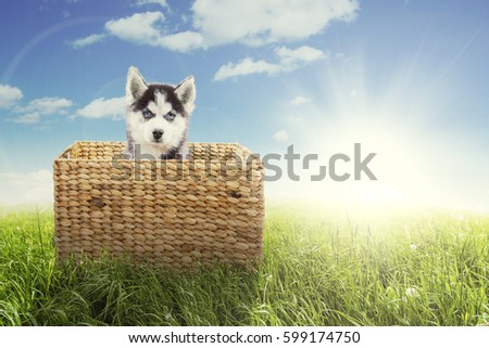 Picture of cute husky puppy sitting inside the wicker basket with bright sunlight in the meadow