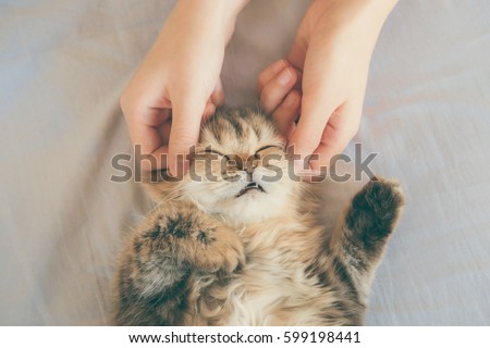woman hand petting or massage a Persian kitty cat head, love to animals. vintage photo and film style.