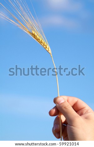 Wheat ear in the hand