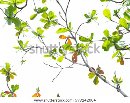 branches of green and orange foliage of sea almond tree, Indian almond, Beach almond or Terminalia catappa with white background Royalty-Free Stock Photo #599242004