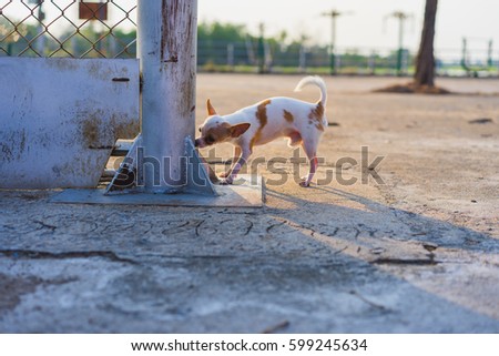 The Chihuahua dog Sniffer pole