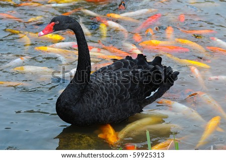 Black swan in pool of goldfishes