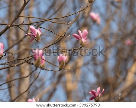 The wonderful magnolia blossoms blooming in the early spring in park