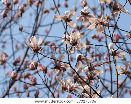The wonderful magnolia blossoms blooming in the early spring in park