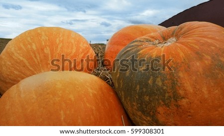 pumpkins on straw with sky background