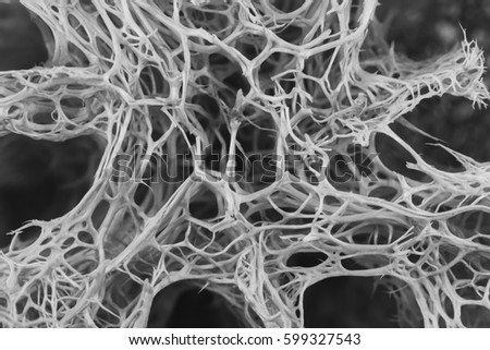 The fibers of the plant shoot with a macro lens.Convert color images to look attractive./ The fibers of plants.