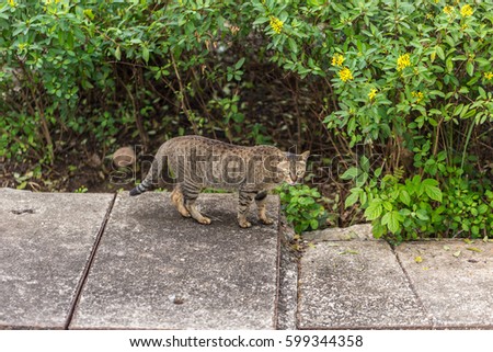 wild tiger pattern cat in the garden.