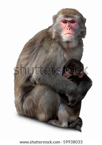 Japanese macaque with a cub, it is isolated on a white background. Royalty-Free Stock Photo #59938033