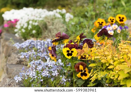 yellow and purple viola pansies in blooming spring garden