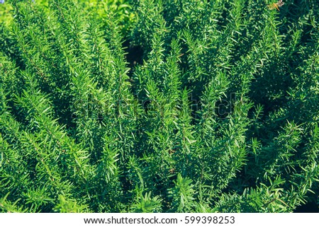 green plant foliage nature from top view background in the garden.
