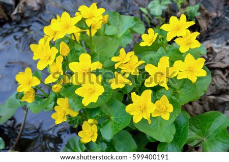 Marsh Marigold (Caltha palustris) flowers, selective focus Royalty-Free Stock Photo #599400191