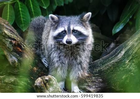 Raccoon Royalty-Free Stock Photo #599419835