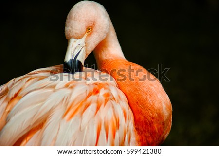 Flamingo bird Royalty-Free Stock Photo #599421380