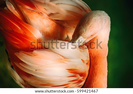 Flamingo bird Royalty-Free Stock Photo #599421467