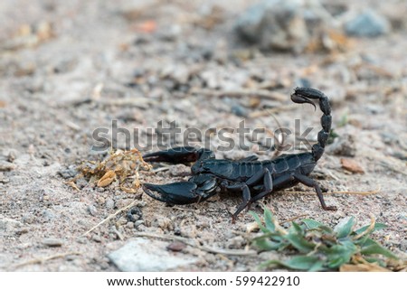 Scorpion in wildlife,Dangerous animal,poison creature,Selective focus.