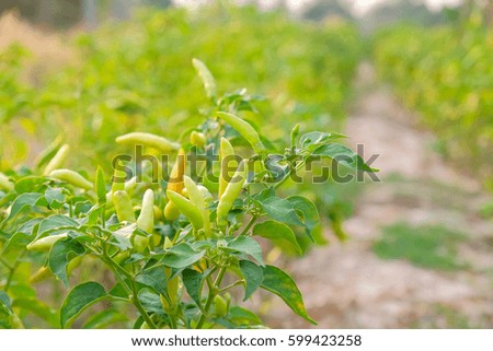 a selective focus picture of organic chili in garden,future agriculture for safety food in Thailand