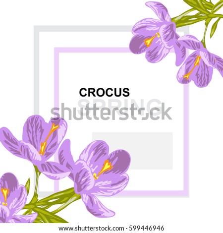 Elegant card with decorative crocus flowers, design element. Can be used for wedding, baby shower, mothers day, valentines day, birthday cards, invitations, greetings. Spring theme. Editable
