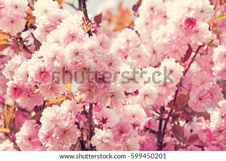 Beautiful pink Cherry flowers on blue sky background