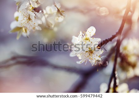 Blossoming of a plum tree in the spring.
