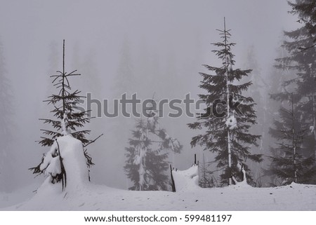 High mountain trees in the morning in the snow.                               