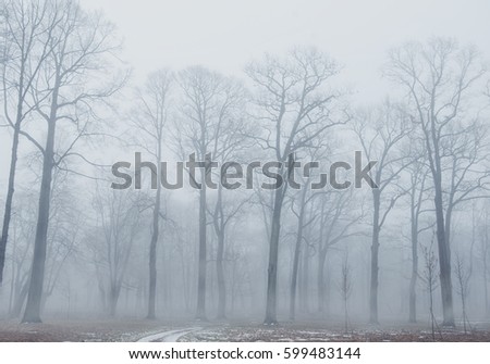 Trees in dark foggy forest landscape background