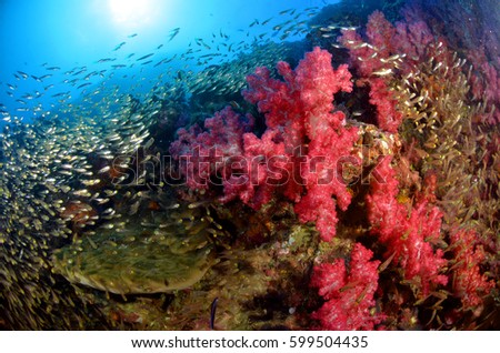 underwater sea andamansea rocks landscape ocean seafan corol solfcorol mantaray shark fish scuba diving reef corolreef
