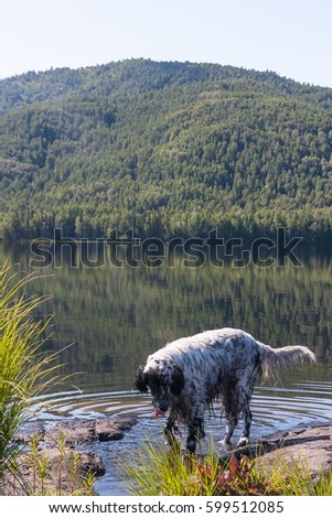 English setter near the water. Hunting dog on holiday. Siberia, Russia	