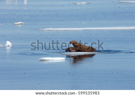 Mother walrus with a small walrus. Russian Far East. Arctic Ocean. The Chukchi Sea. Arctic.