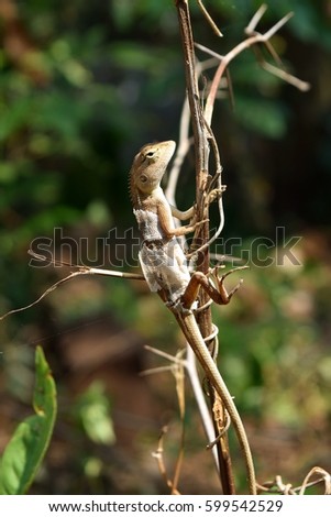 Molting Oriental garden or Eastern garden or Changeable lizard on a branch with natural green leaves in the background.,Thailand